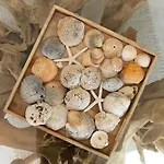 Belharucas * 阿尔布费拉