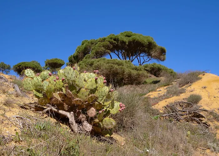 Belharucas 公寓 阿尔布费拉